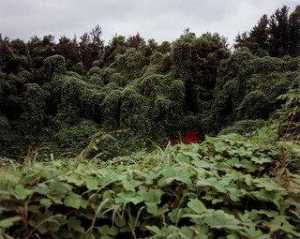 Kudzu con el rojo Tierra Banco ( Estival ) , cerca de akron , Alabama
