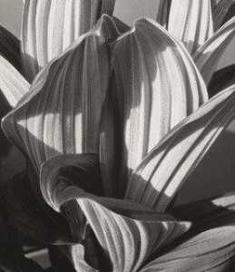 Glacial Lily