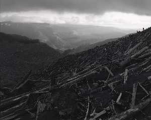 Looking SW across Blowdown toward Valley of South Toutle River, 8 miles NW of Mount St. Helens, Washington, 1982