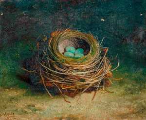 Nest of a Song Thrush