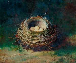 Nest of a Blackbird