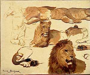 Etude de lion et lionne