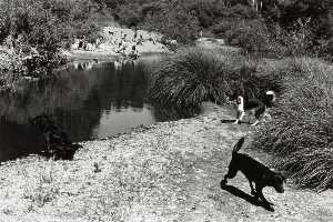 Navarro Fluss ( Hunde durch Fluss )