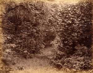 Scène en Woods' Bois , de l album Vues de Charleston , le new hampshire