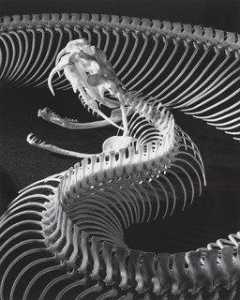das skelett von einem Gaboon Natter