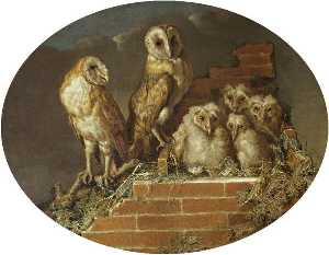 Barn Owls with Their Brood