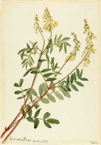 Hedysarum (Hedysarum sulphurescens)