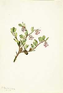 Bearberry (Arctostaphylos uva ursi)