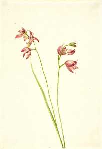 Grass pink Orchid (Limodorum tuberosum)