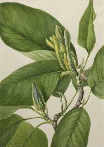 Cucumbertree ( Magnolia acuminata )