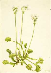 Venere Acchiappamosche ( Dionaea muscipula )