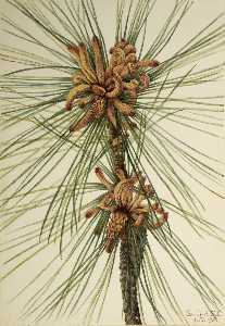 Loblolly Kiefer ( Pinus taeda )