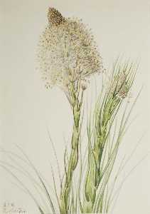 Beargrass (Xerophyllum tenax)