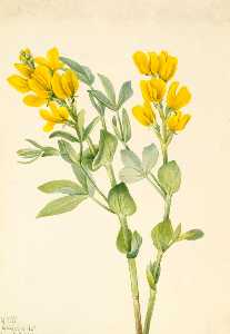 Goldenpea (Thermopsis rhombifolia)