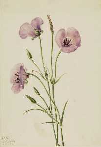 Lilac Mariposa (Calochortus splendens)