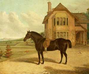A Bay Roan in front of a House