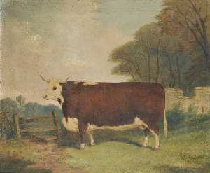 A Prize Cow by a Gate