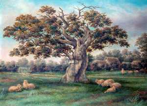 Cowper's Oak