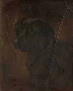 Study of a Black Labrador