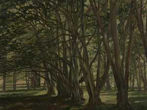 Beech Trees, Carmichael