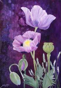 紫色 罂粟