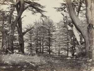 Cedars of Lebanon ( 615)