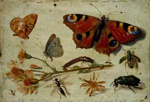 三 蝴蝶 , 一个 甲虫 和别的 昆虫 , 用 切割 的 千里光