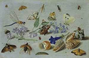 蝴蝶 和  其他  昆虫