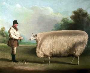 premio pecore