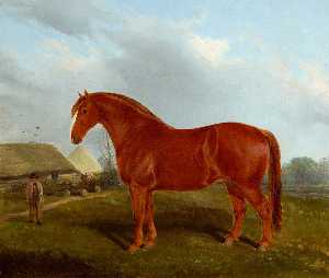 Unnamed Horse