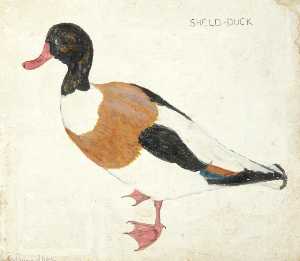 Sheld Duck