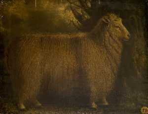 An Old Lincoln Ram