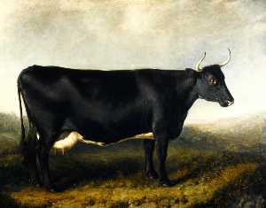 The Fifeshire Breed (also known as the Fife Horned Cow or Falkland Breed)