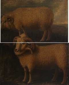 Exmoor Ram and Ewe (diptych)