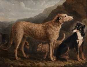 четыре собаки Колли от tweedale , Шотландский Дирхаунд , в Выдра Терьер и а Шотландский Терьер