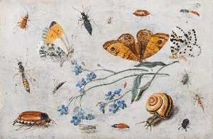  研究 昆虫 , 蝴蝶  和 蜗牛 用 小枝 的 忘了我 穷人