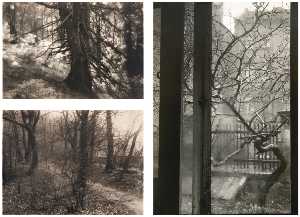 Beskyd Virgin Forest (i) Window of My Studio (ii) and Beech Trees (iii)