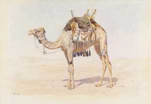 Female Riding Camel