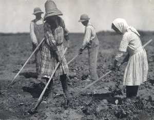 Young Russian Immigrants Hoeing Sugar Beets, Colorado