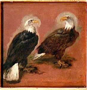 Deux pygargues Oiseaux à tête blanche, ou Vautours (ancien titre)