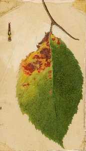 Crumpled and Withered Leaf Edge Mimicking Caterpillar, study for book Concealing Coloration in the Animal Kingdom