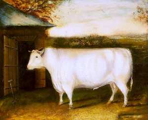 el famoso toro temprano Propiedad de Roberto collings de barmpton , Darlington