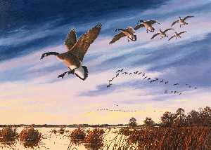 Canada Geese Landing in a Marsh