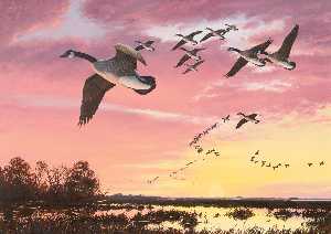 Canada Geese in Flight Against a Red Sky