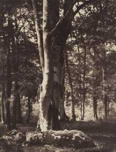 Foresta di Fontainebleau