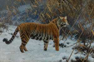 A Tiger Prowling in the Snow