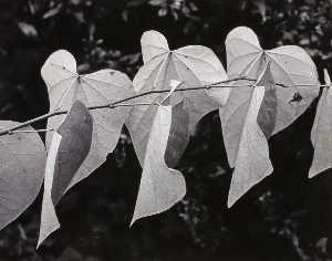 Leaves on a Branch