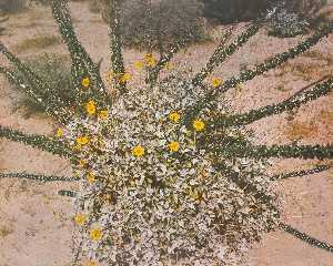 untitled gänseblümchen bush spirale , von dem serie markierungen auf dem Landschaft