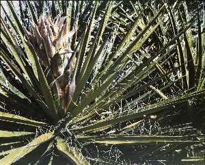 Untitled Flowering Yucca, from the series Marks on the Landscape