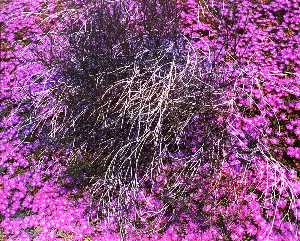 untitled lila Blumen , von dem serie markierungen auf dem Landschaft